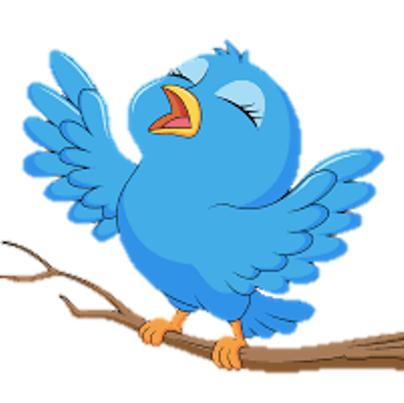bird – chim