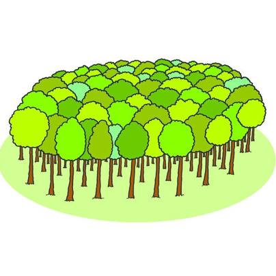 forest – rừng