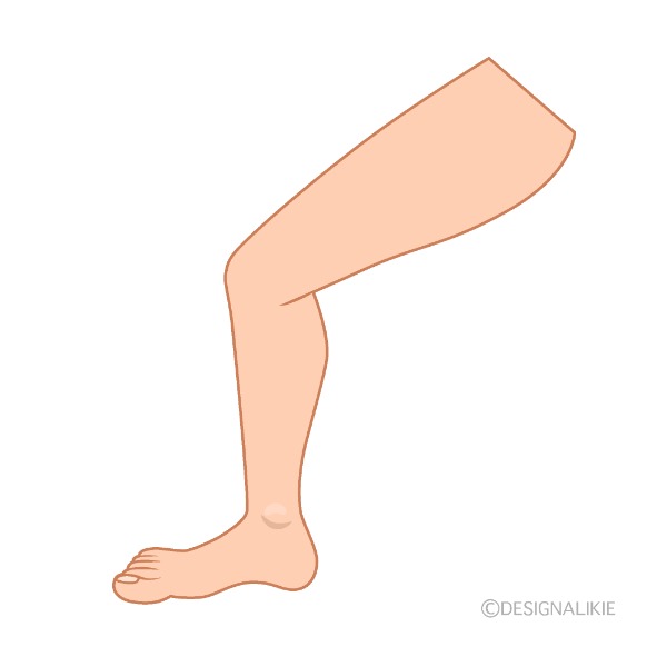 leg – chân