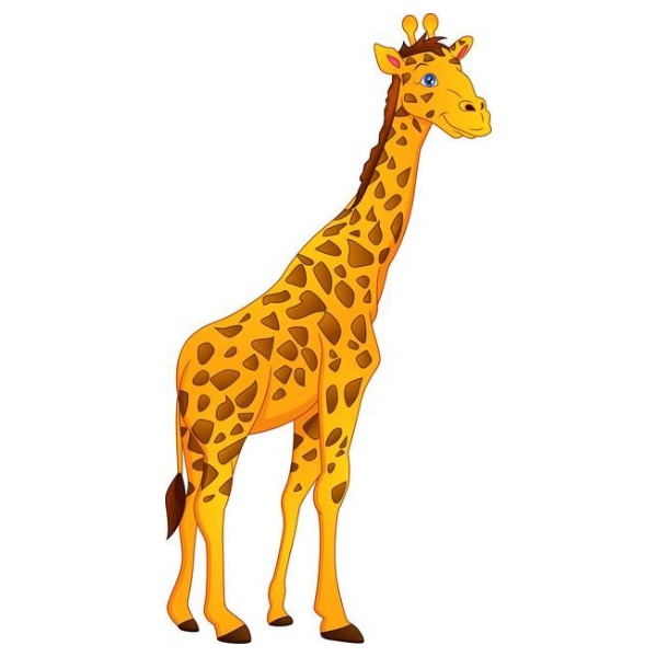 Giraffe – hươu cao cổ