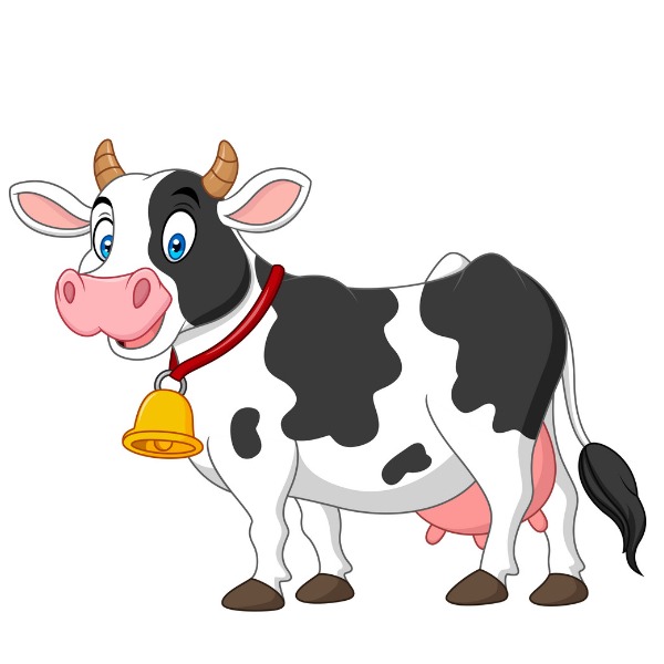 Cow – bò