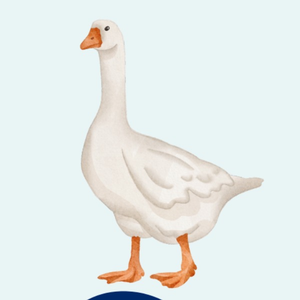 goose – ngỗng