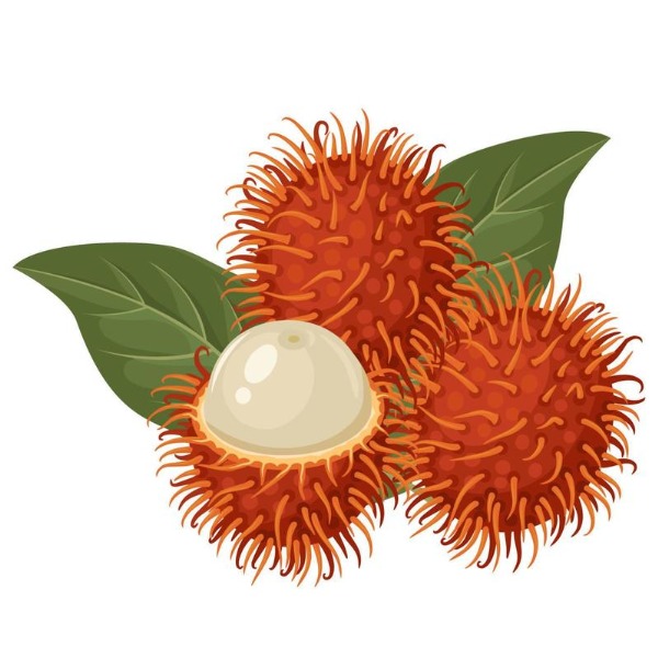 Rambutan – chôm chôm